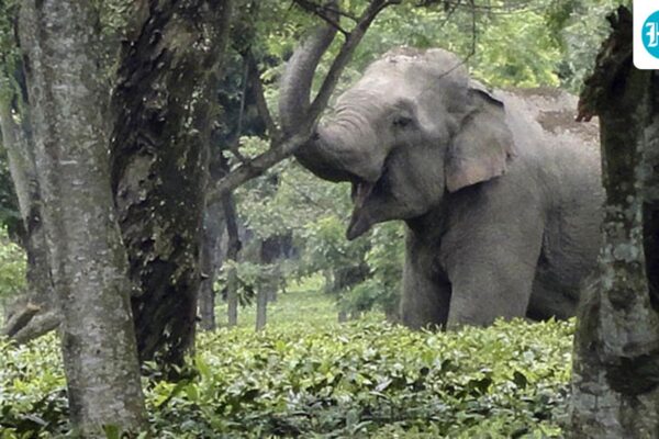 हाथी गलियारे का दृश्य, तमिलनाडु में हाथियों का संरक्षण